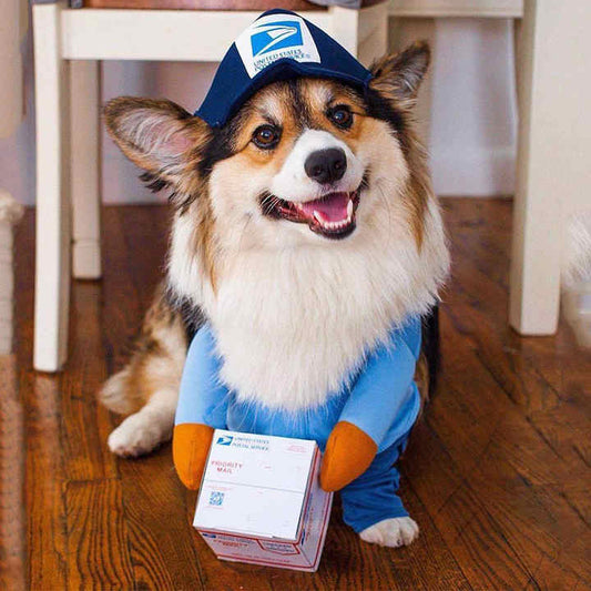 - Animal accessories - Animal supplies