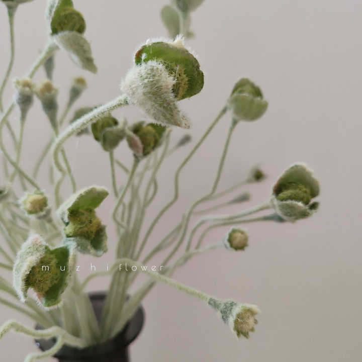 poppy flower