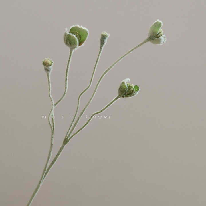 poppy flower