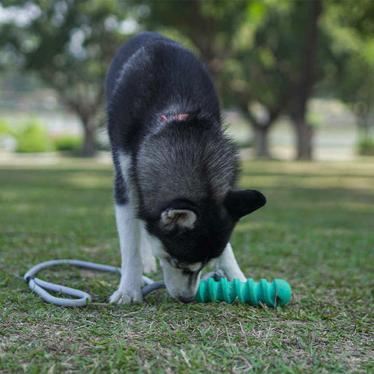 لعبة حبل تفاعلية للكلاب - اكسسوارات حيوانات