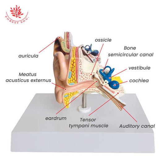Medical devices for medical science model