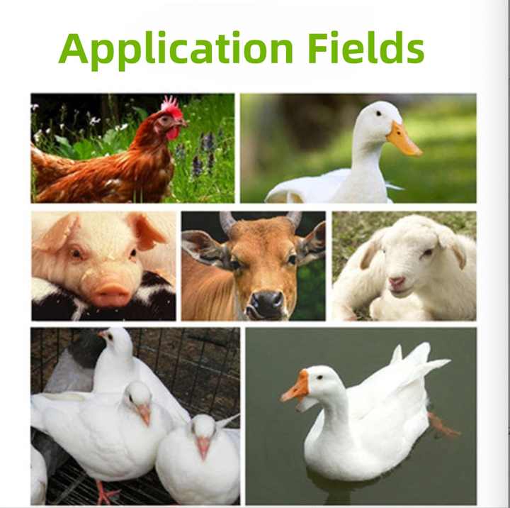 Professional Supply-مسحوق إنزيم ألفا