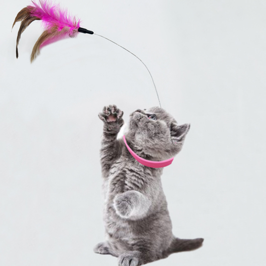 اكسسوارات حيوانات