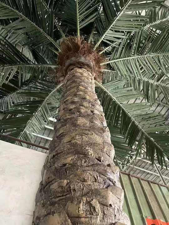 Date palm tree 