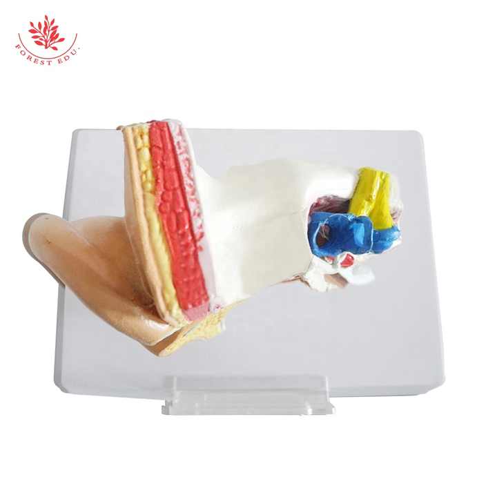 Medical devices for medical science model 