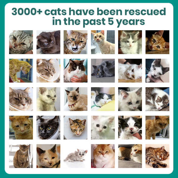 Pet Care, Cat Treatment, Cat Fibroid, Feline Infectious Peritonitis