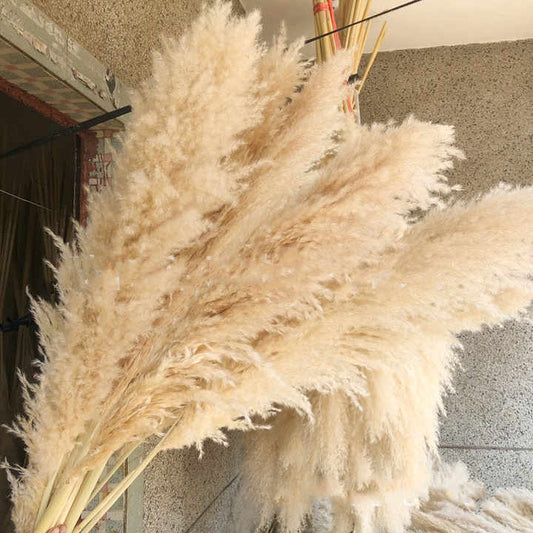 الديكور المجفف رقيق طويل القامة بامباس زهرة العشب