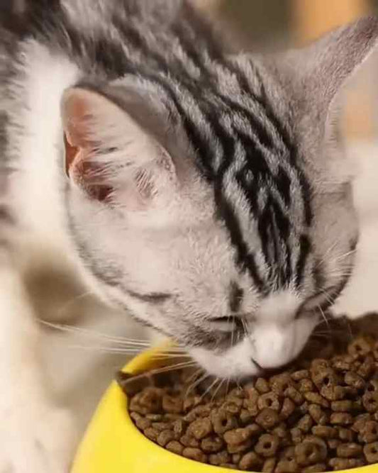 Strength Factory OEM High-Protein All-Age Dry Pet. طعام الحيوانات الأليفة الجاف عالي البروتين من