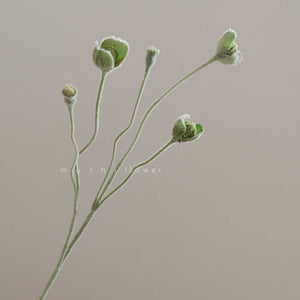 poppy flower 