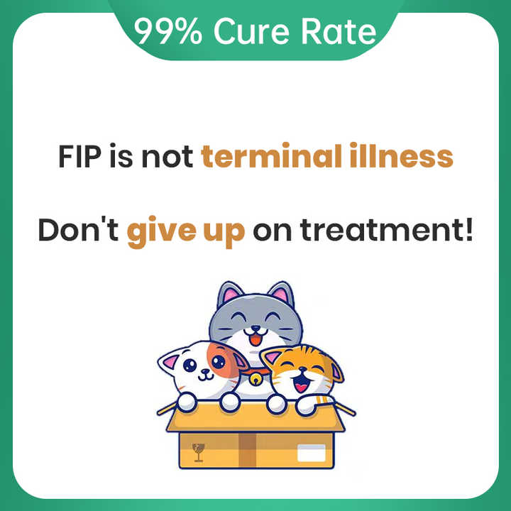 Pet Care, Cat Treatment, Cat Fibroid, Feline Infectious Peritonitis