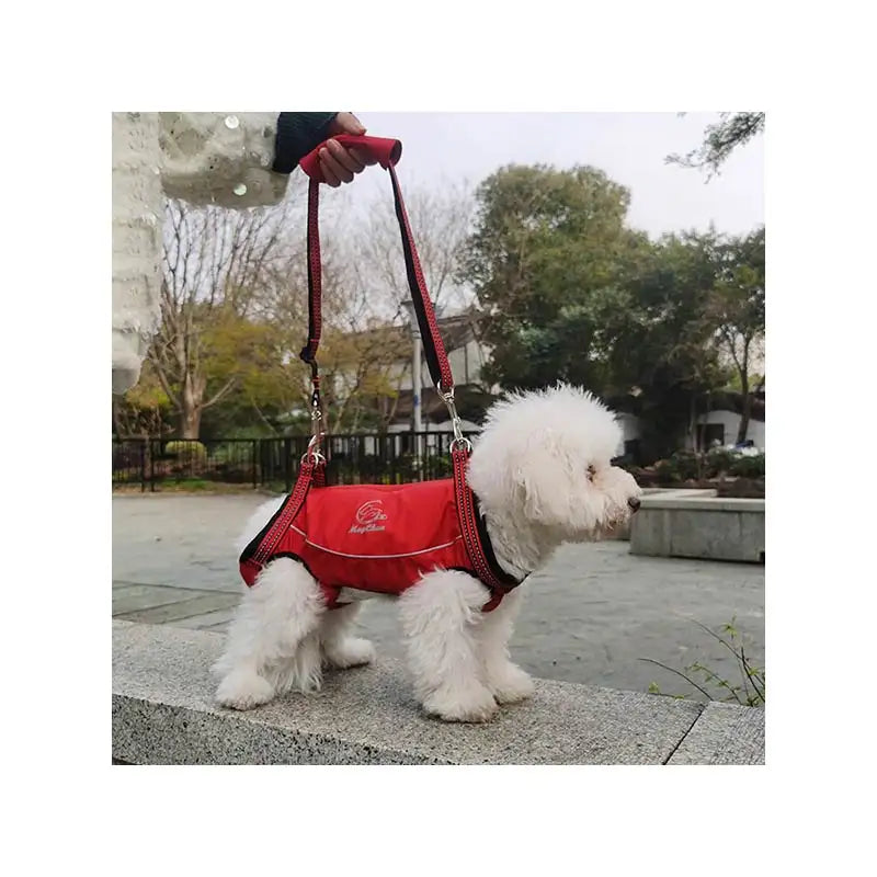 Animal Accessories - Pet Supplies 