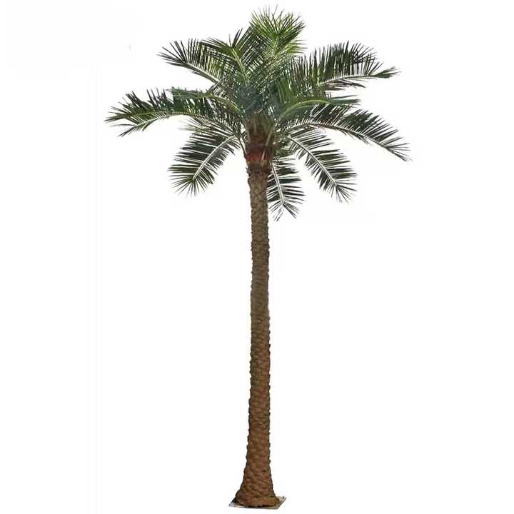 Date palm tree 