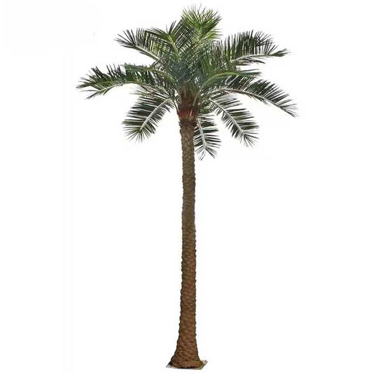 Date palm tree 