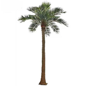 Date palm tree 
