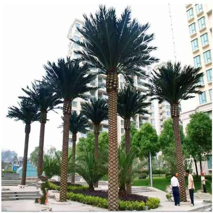 Date palm tree 