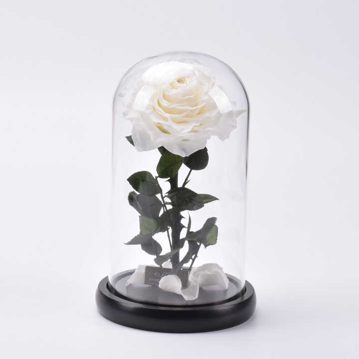 Preserved Roses in Glass Dome - صندوق هدايا زهور زخرفية