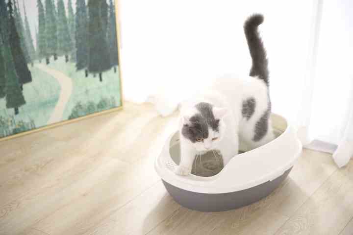 Cat Litter Box - Pet Accessories
