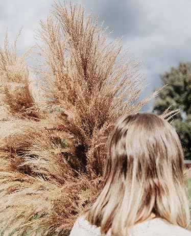 عشب البامباس-pampas grass