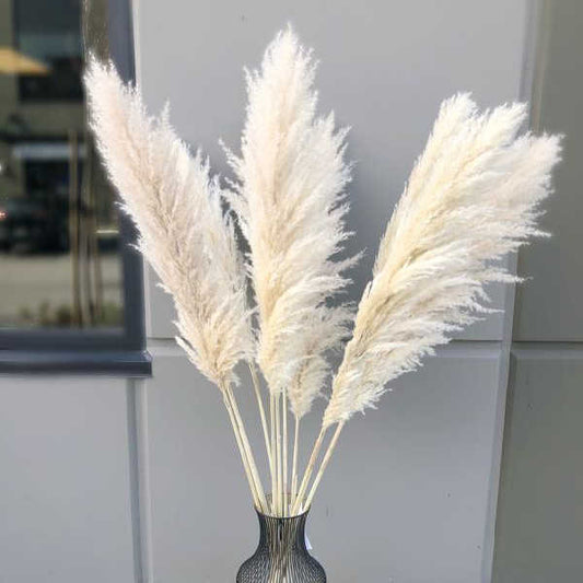 Dried decorative tall delicate pampas grass flower 